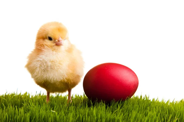 Ovos de Páscoa e galinhas na grama verde em branco isolado backgr — Fotografia de Stock
