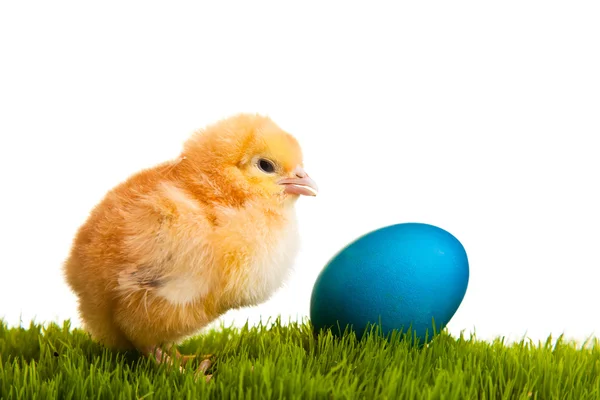 イースターの卵と鶏白分離に緑の草の上 — ストック写真