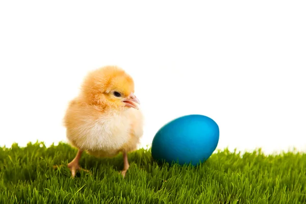 Великодні яйця і кури на зеленій траві на білому ізольованому фоні — стокове фото