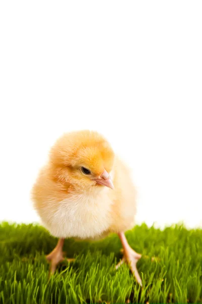 Húsvéti Tojás Csirke Zöld Füvön Fehér Elszigetelt Háttérrel — Stock Fotó