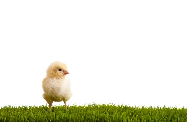 Paaseieren Kippen Groen Gras Witte Geïsoleerde Achtergrond — Stockfoto