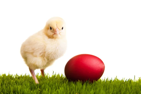 Πασχαλινά αυγά και τα κοτόπουλα στο πράσινο γρασίδι σε λευκό απομονωμένες έκφραση — Φωτογραφία Αρχείου