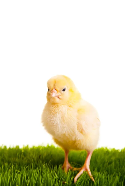 Ostereier und Hühner auf grünem Gras auf weißem Backstein — Stockfoto