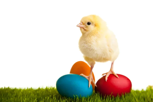 Huevos Pascua Pollos Sobre Hierba Verde Sobre Fondo Blanco Aislado — Foto de Stock