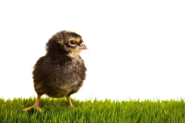 Œufs de Pâques et poulets sur herbe verte sur backgr blanc isolé — Photo
