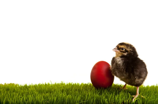 复活节彩蛋 绿色草地上的鸡 白色的背景 — 图库照片