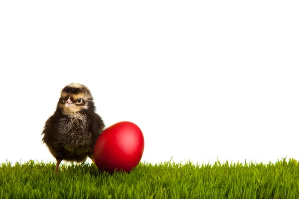 Великодні Яйця Кури Зеленій Траві Білому Ізольованому Фоні — стокове фото