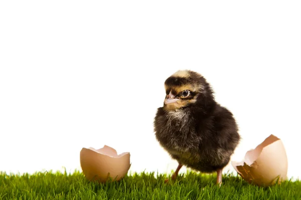 Paskalya Yumurtaları Tavuklar Yeşil Çimlerde Beyaz Izole Arka Planda — Stok fotoğraf