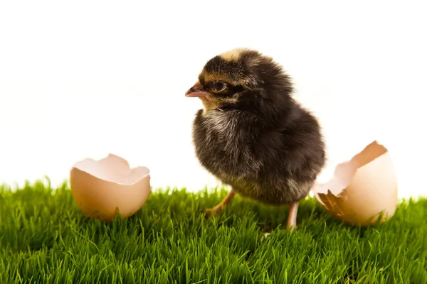 Velikonoční Vejce Kuřata Zelené Trávě Bílém Izolovaném Pozadí — Stock fotografie