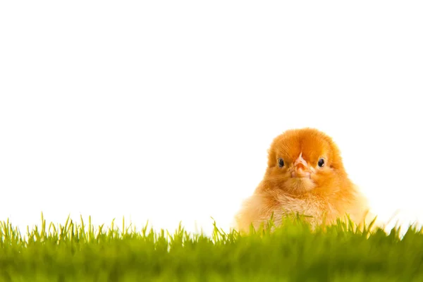Pasen eieren en kippen op groen gras op witte geïsoleerde backgr — Stockfoto