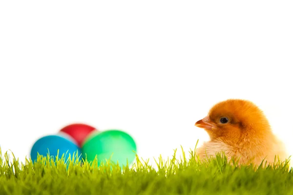 Пасхальные яйца и кур на зеленой траве на белом изолированном backgr — стоковое фото