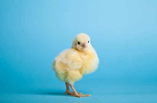 stock image Easter eggs and chickens on blue background