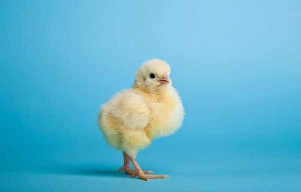 stock image Easter eggs and chickens on blue background