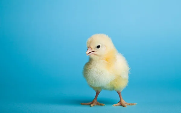 Pasen eieren en kippen op blauwe achtergrond — Stockfoto