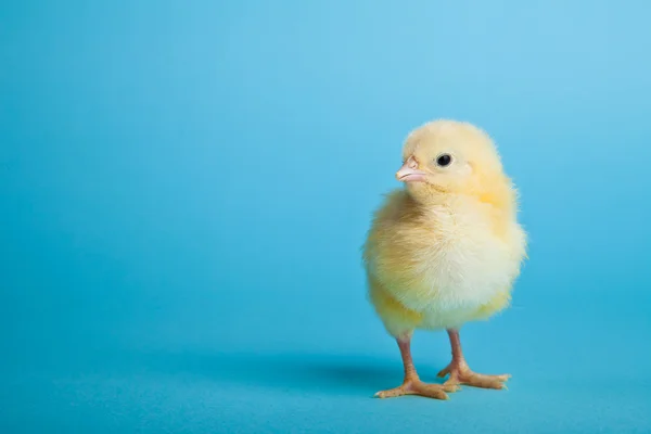 Stock image Easter eggs and chickens on blue background