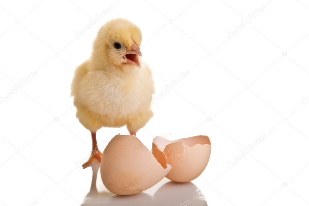 Little chicken animal isolated on white