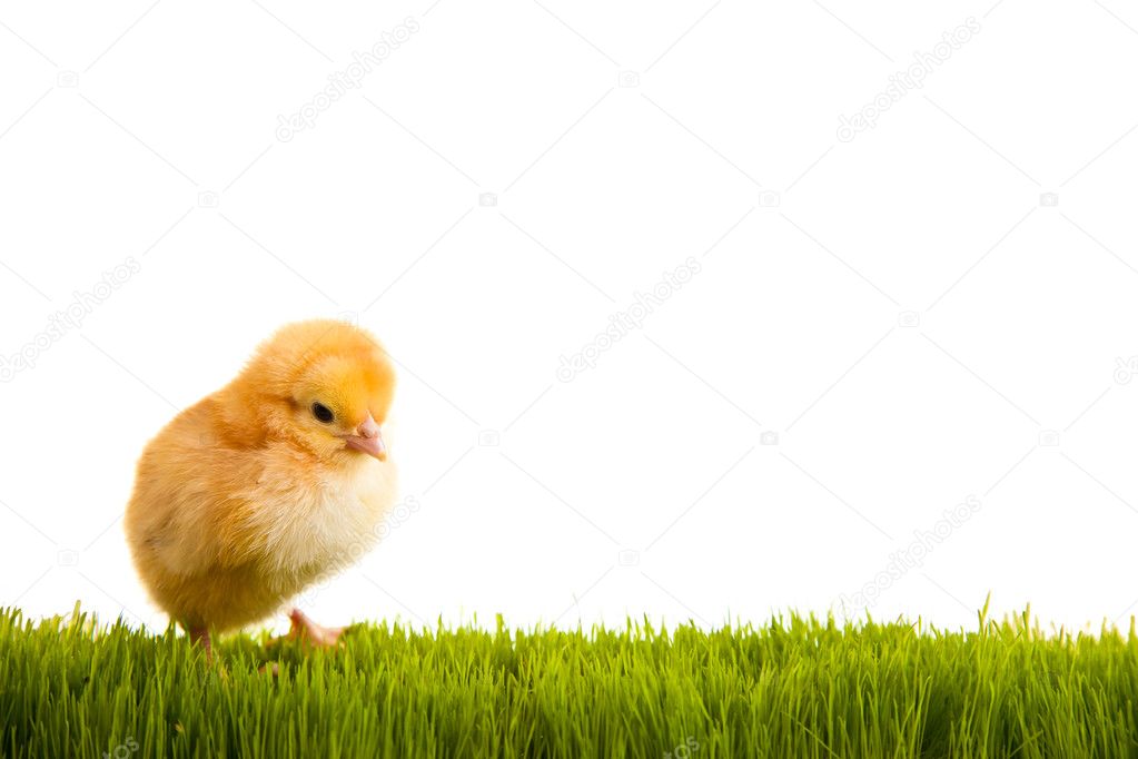 Easter eggs and chickens on green grass on white isolated background