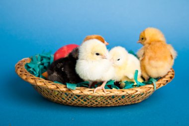 Paskalya tavuk ve yumurta üzerinde mavi arka plan destekli