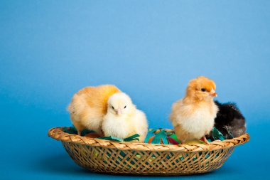 Paskalya tavuklar ve yumurtalar sepette mavi zemin üzerine