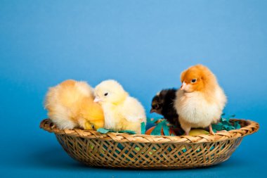 Paskalya tavuklar ve yumurtalar sepette mavi zemin üzerine