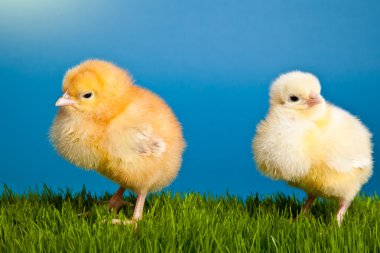 Paskalya yumurta ve tavuk mavi zemin üzerine yeşil çimenlerin üzerinde