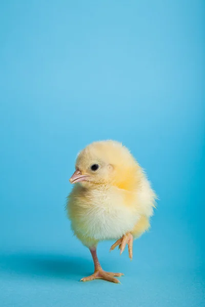 复活节鸡蛋和鸡在蓝色背景 — 图库照片