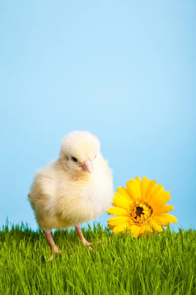 Húsvéti tojás és a csirkék a zöld fű, kék alapon — Stock Fotó
