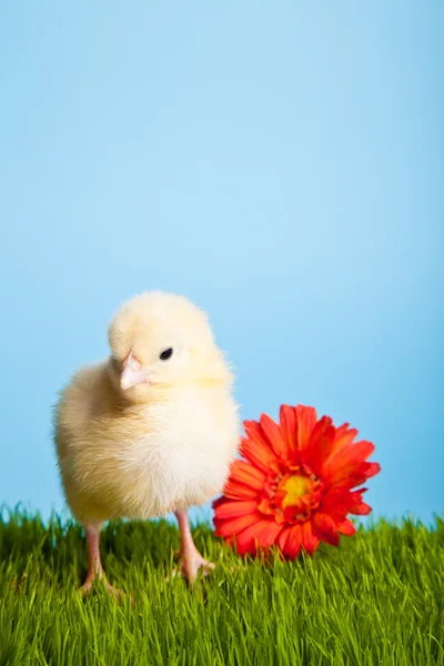 Húsvéti Tojás Csirkék Zöld Kék Alapon — Stock Fotó