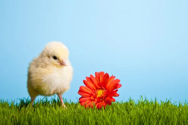 Великодні Яйця Кури Зеленій Траві Синьому Фоні — стокове фото