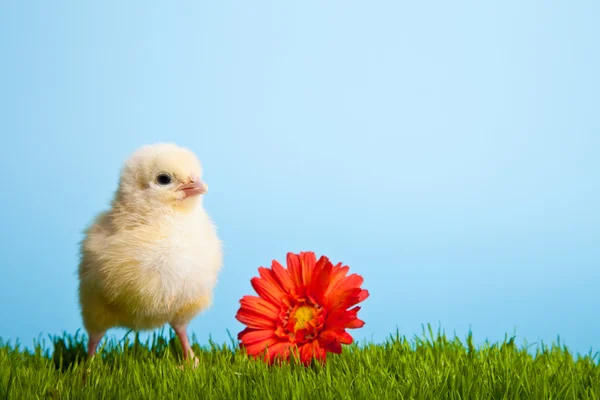 Huevos Pascua Pollos Sobre Hierba Verde Sobre Fondo Azul —  Fotos de Stock