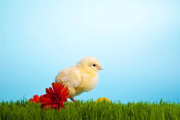 Πασχαλινά Αυγά Και Κοτόπουλα Στο Πράσινο Γρασίδι Μπλε Φόντο — Φωτογραφία Αρχείου