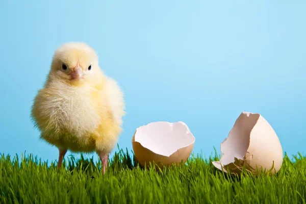 Easter Eggs Chickens Green Grass Blue Background — Stock Photo, Image