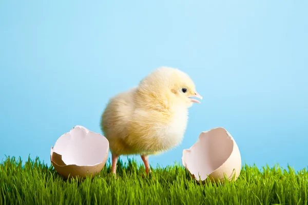 Ostereier und Hühner auf grünem Gras auf blauem Hintergrund — Stockfoto