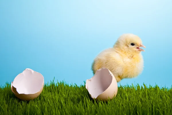 Πασχαλινά Αυγά Και Κοτόπουλα Στο Πράσινο Γρασίδι Μπλε Φόντο — Φωτογραφία Αρχείου