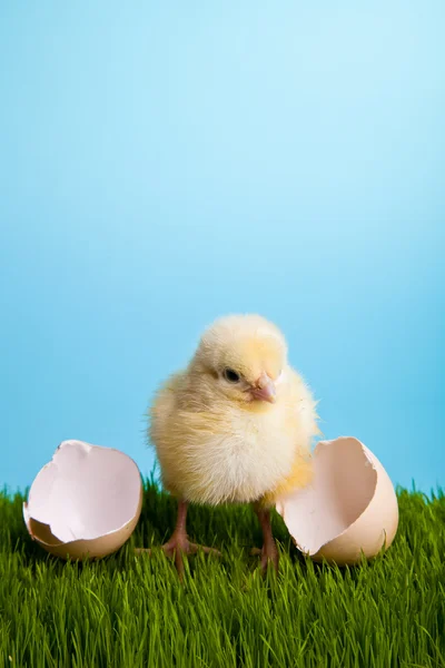 Ostereier Und Hühner Auf Grünem Gras Auf Blauem Hintergrund — Stockfoto