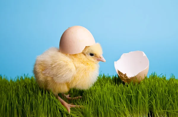 イースターエッグは、青い背景に緑の草の上の鶏 — ストック写真