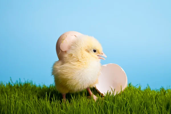 Uova di Pasqua e polli su erba verde su sfondo blu — Foto Stock