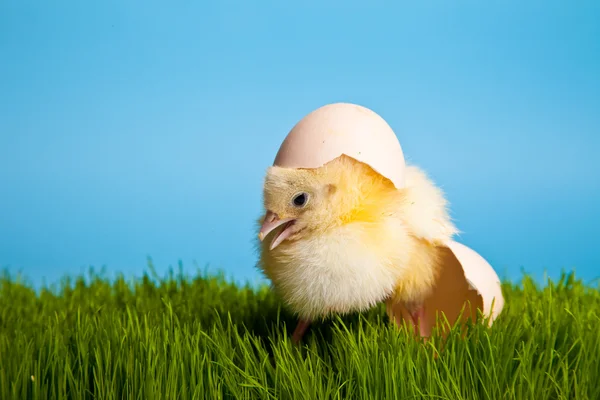Ovos de Páscoa e galinhas na grama verde no fundo azul — Fotografia de Stock