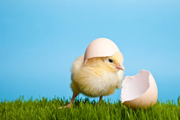 Velikonoční Vajíčka Kuřata Zelené Trávě Modrém Pozadí — Stock fotografie