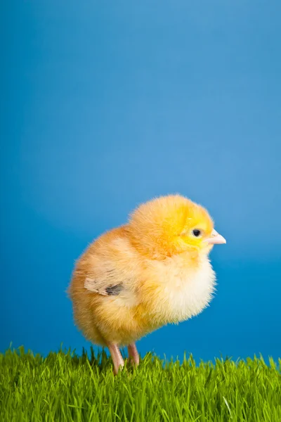 Oeufs de Pâques et poulets sur herbe verte sur fond bleu — Photo