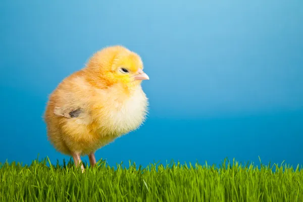 イースターエッグは 青い背景に緑の草の上の鶏 — ストック写真