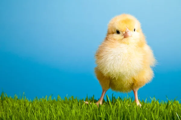 Pasen Eieren Kippen Groen Gras Blauwe Achtergrond — Stockfoto
