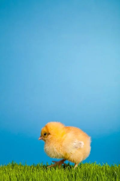 Huevos de Pascua y pollos sobre hierba verde sobre fondo azul —  Fotos de Stock