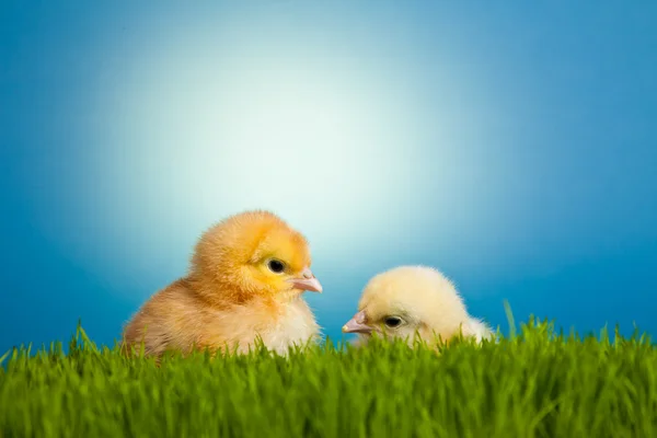 stock image Easter eggs and chickens on green grass on blue background