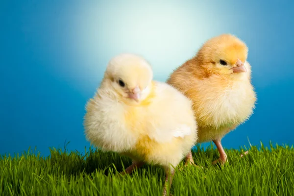 Великодні Яйця Кури Зеленій Траві Синьому Фоні — стокове фото