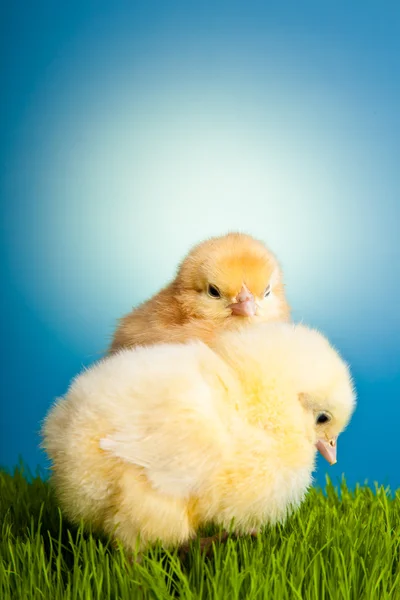 stock image Easter eggs and chickens on green grass on blue background