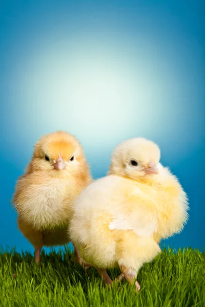 stock image Easter eggs and chickens on green grass on blue background