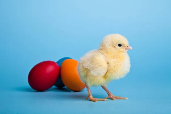 Wielkanocne jajka i kury na niebieskim tle — Zdjęcie stockowe
