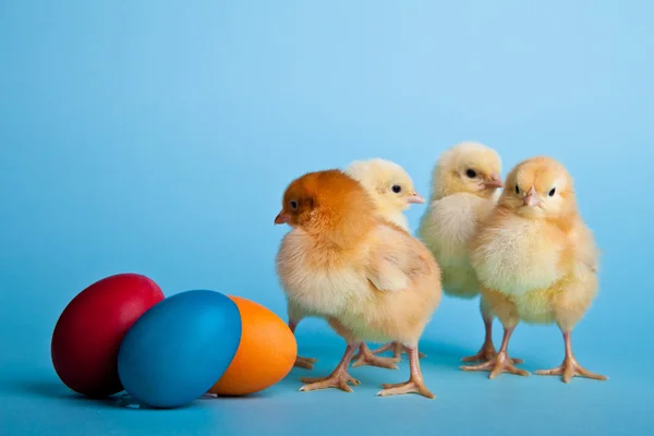 Easter Eggs Chickens Blue Background — Stock Photo, Image