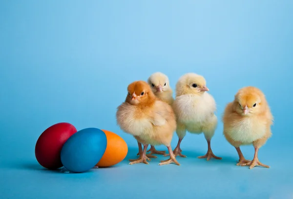 Easter eggs and chickens on blue background — Stock Photo, Image